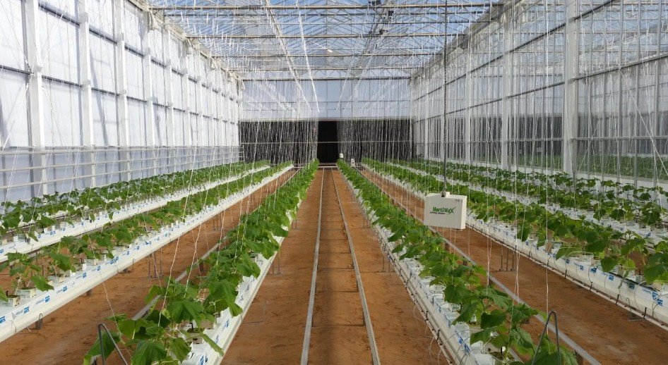 Pekerjaan greenhouse